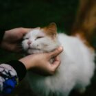 Foto: Valery Arev/ Unsplash